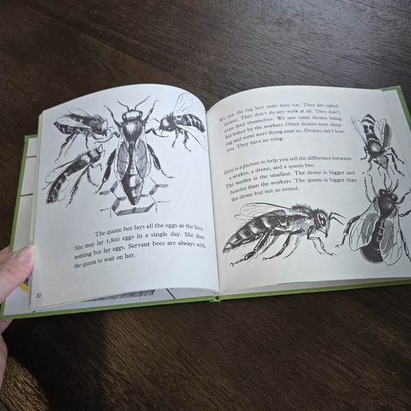 Watch Honeybees with Me Kid's Science Hardcover Book 1964 - Picture 4 of 4